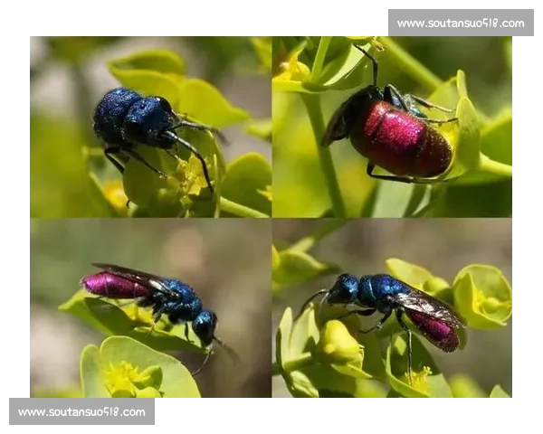 水龙属性探秘与力量解析全面指南揭示其独特能力与奥秘